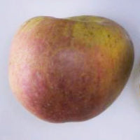 Hanwell Souring Apple -  Bush