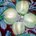 Keswick Codlin Apple - 1 Tier - Espalier