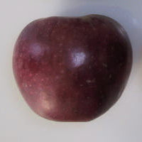 Kingston Black Apple (Cider) Half-Standard - MM106