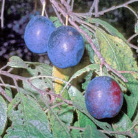 Merryweather Damson Half-Standard