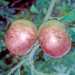 Newton Wonder Apple - Full-Standard (M25)