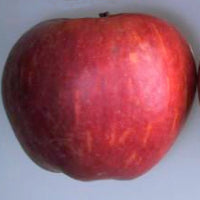 Winter Gem - Half-Standard