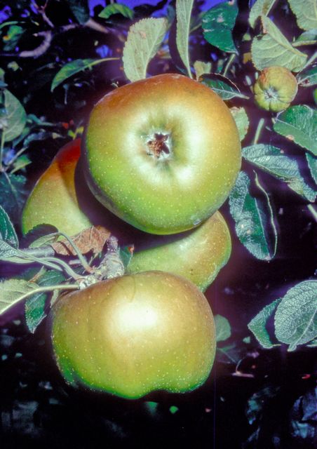 Woolbrook Russet Apple - Full Standard (M25)