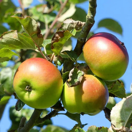 Star of the orchard - December 23
