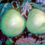 Adam's Pearmain Apple - (Dwarf) Patio Tree