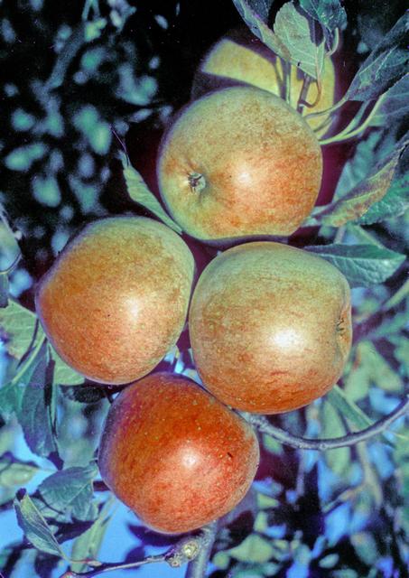 Allington Pippin Apple - (1 Tier) Espalier
