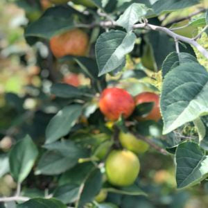 Apple Family Tree (Blenheim Orange, Kidd's Orange Red & Queen Cox)