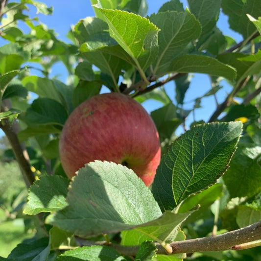 Ashmead's Kernel Apple - Stepover