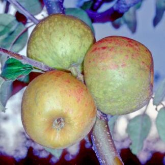 Autumn Pearmain Apple - Full Standard (M25)
