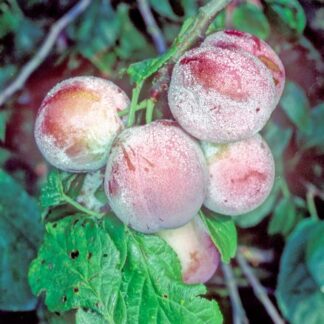 Avalon Plum FAN