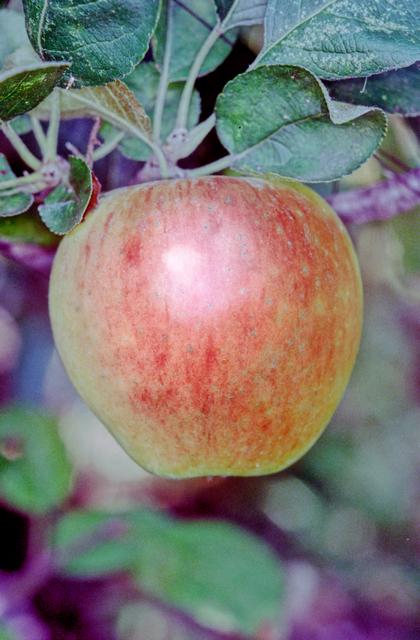 Baker's Delicious Apple - Stepover