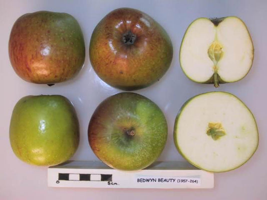 Bedwyn Beauty Apple - Half-Standard MM106