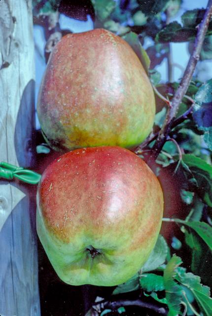 Belle-Fille Normande Apple - Half-Standard