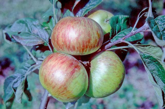 Benenden Early Apple - Half Standard MM106