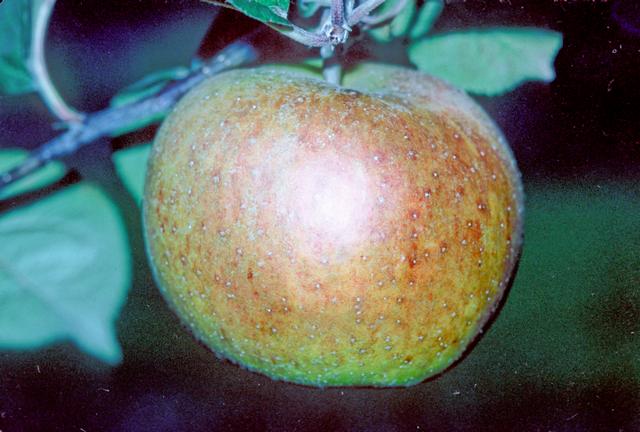 Blenheim Orange Apple - Espalier 1 Tier (Growing on)