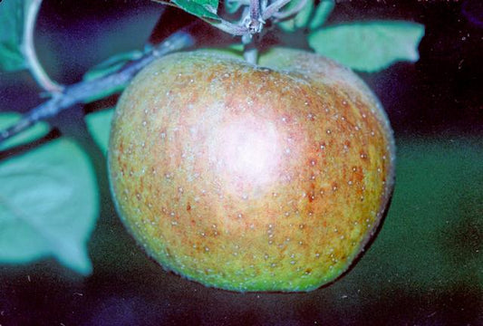 Blenheim Orange Apple - Espalier 1 Tier (Growing on)