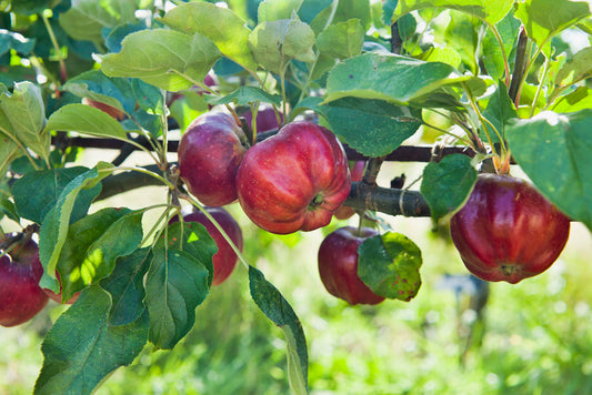 Bloody Ploughman Apple - Espalier (1 Tier)
