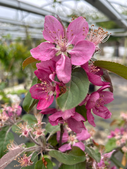 Sops in Wine Apple MM111 - Half Standard