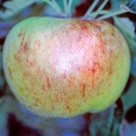 Bountiful Apple - Half-Standard
