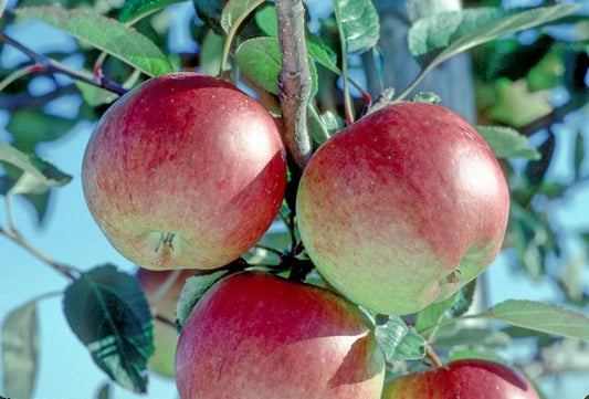Braeburn Apple - 1 Tier Espalier