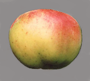Breedon Pippin Apple - Half-Standard MM106