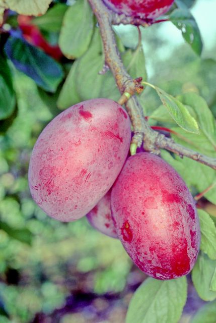 Burbank  Plum - Bush