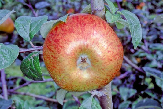 Cambusnethan Pippin Apple - MM111 Half-Standard