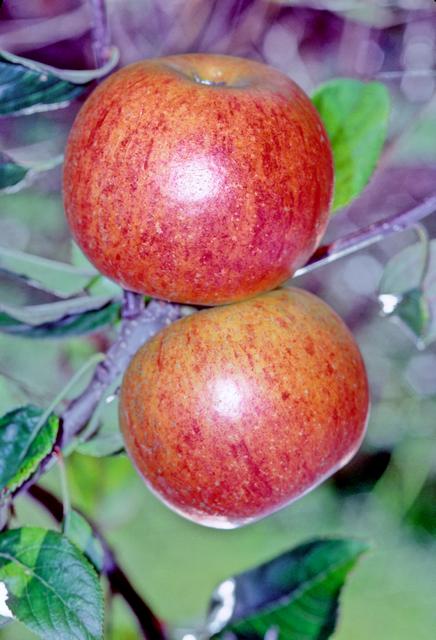 Charles Ross apples 