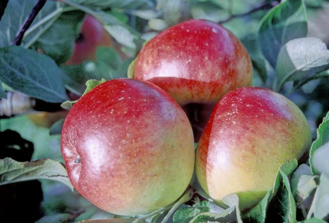 Chiver's Delight Apple - Stepover