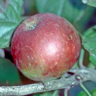 Chorister Boy Apple - Bush