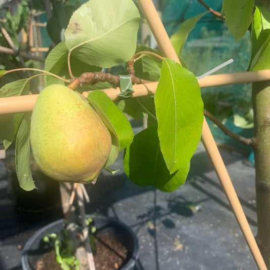 Clapp's Favourite Pear - Half-Standard