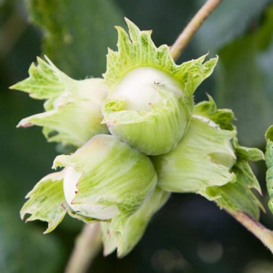 Cosford Cobnut - Bush