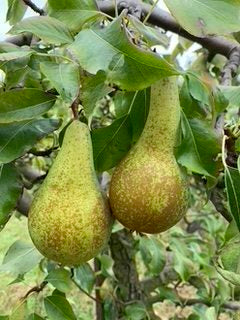 Conference Pear - Full-Standard (PYC)