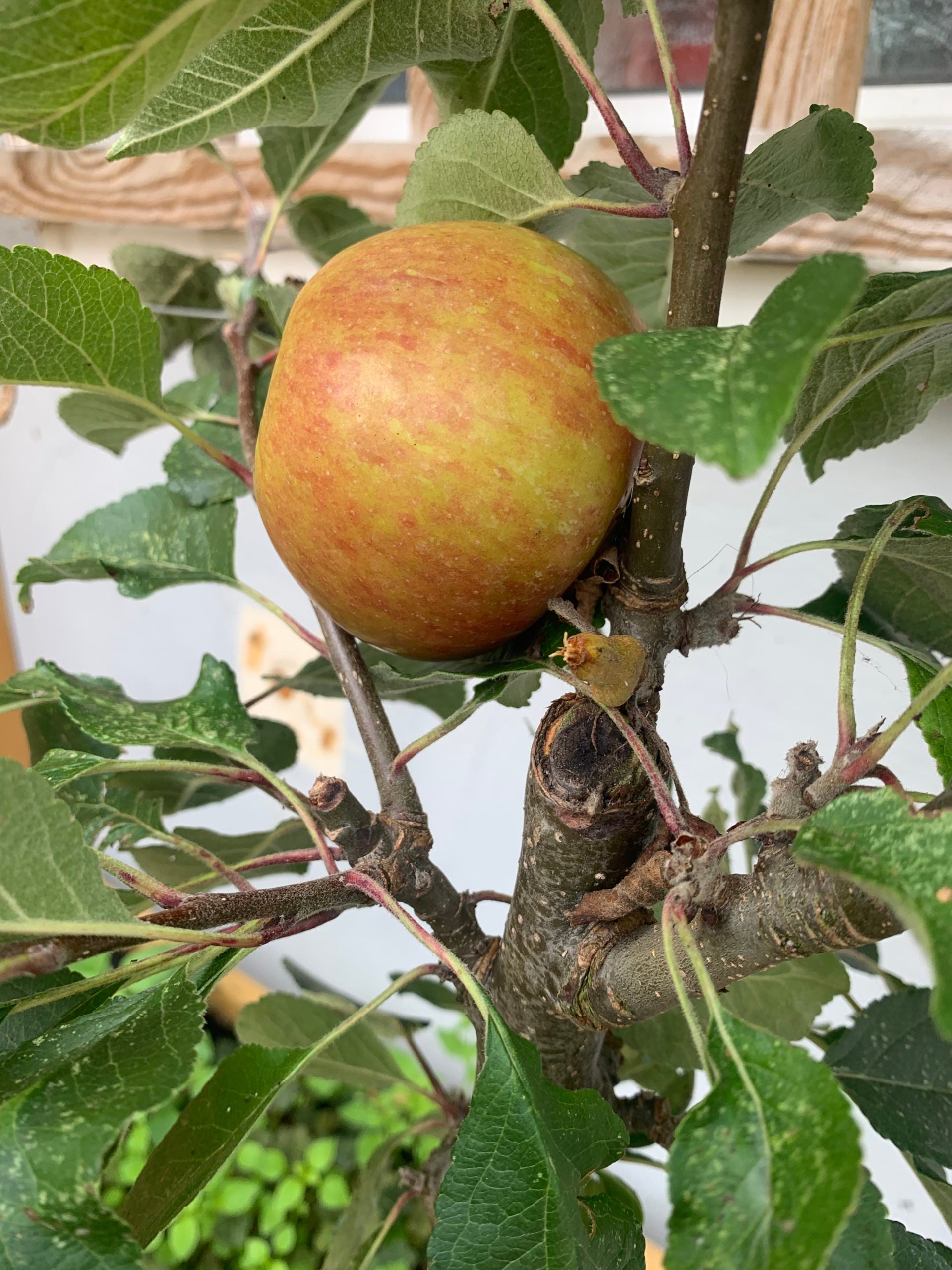 Apple hanging from a tree branch with green leaves