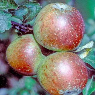 Cox Orange pippin apple 