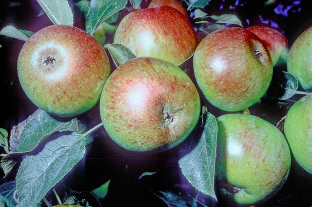 Crawley Beauty Apple - MM111 Half-Standard