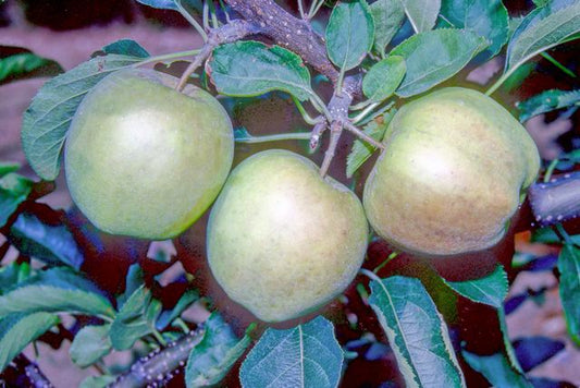 Crispin Apple (Mutsu) - Half-Standard MM106