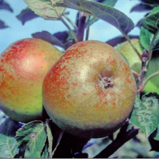 D'arcy Spice Apple - Half-Standard MM106