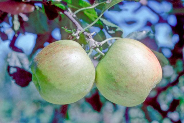 Delcorf Apple - Half-standard