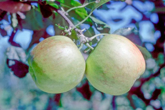 Delcorf Apple - Half-standard