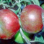 Devonshire Quarrenden Apple - (Dwarf) Patio Tree