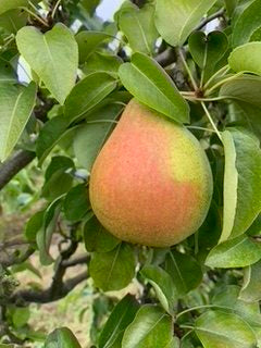 Doyenne du Comice Pear (Dwarf) Patio Tree