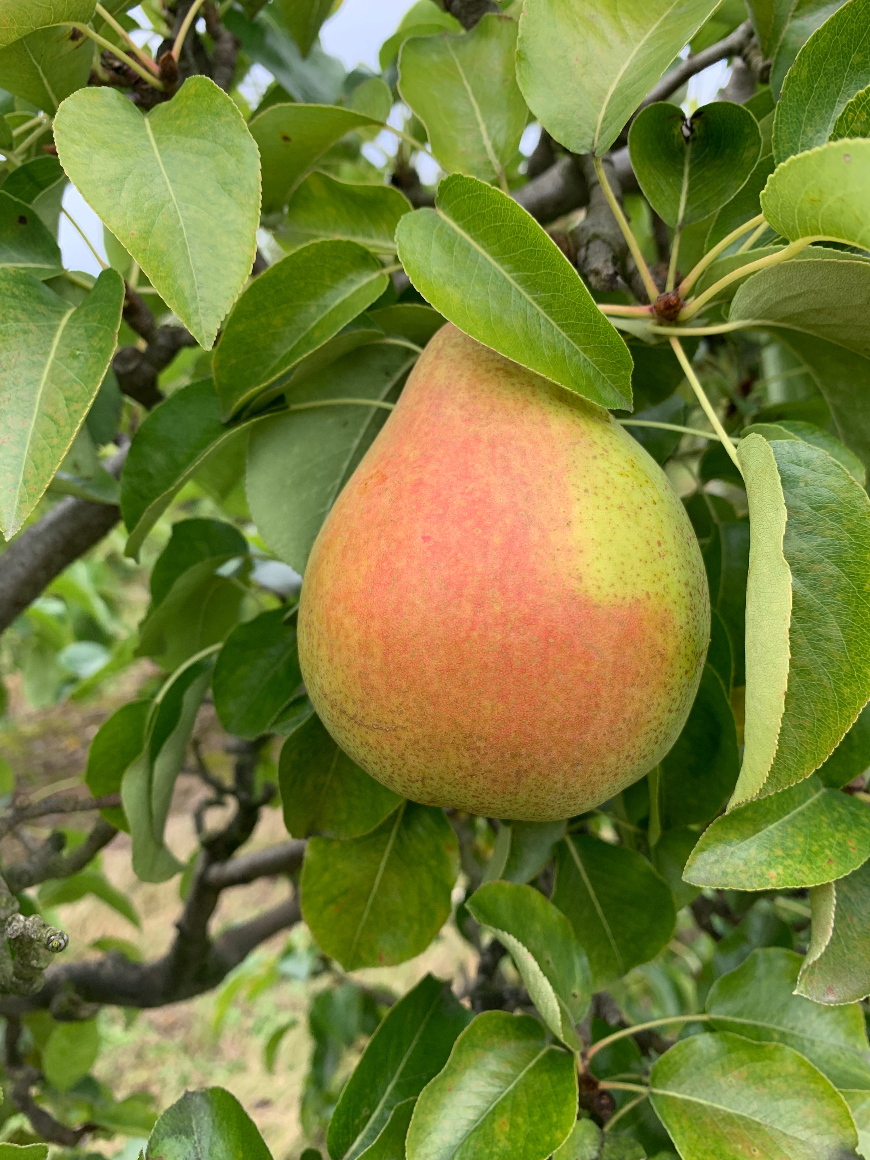 Doyenne du Comice Pear - Bush – Grow Fruit Trees