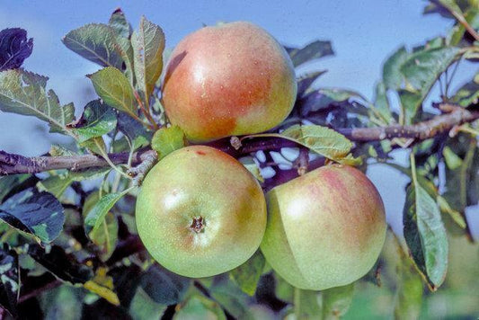 Dunn's Seedling Apple MM111 - Half Standard