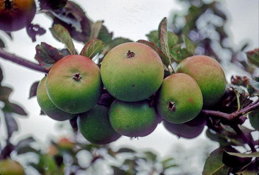 Edward Vii Apple - Stepover