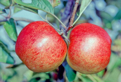 Elstar Apple - Bush