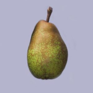 Emile D'Heyst Pear - Stepover