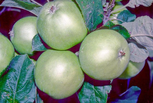 Early Victoria (Emneth Early) Apple - Bush