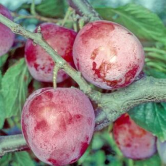 Excalibur Plum - Bush