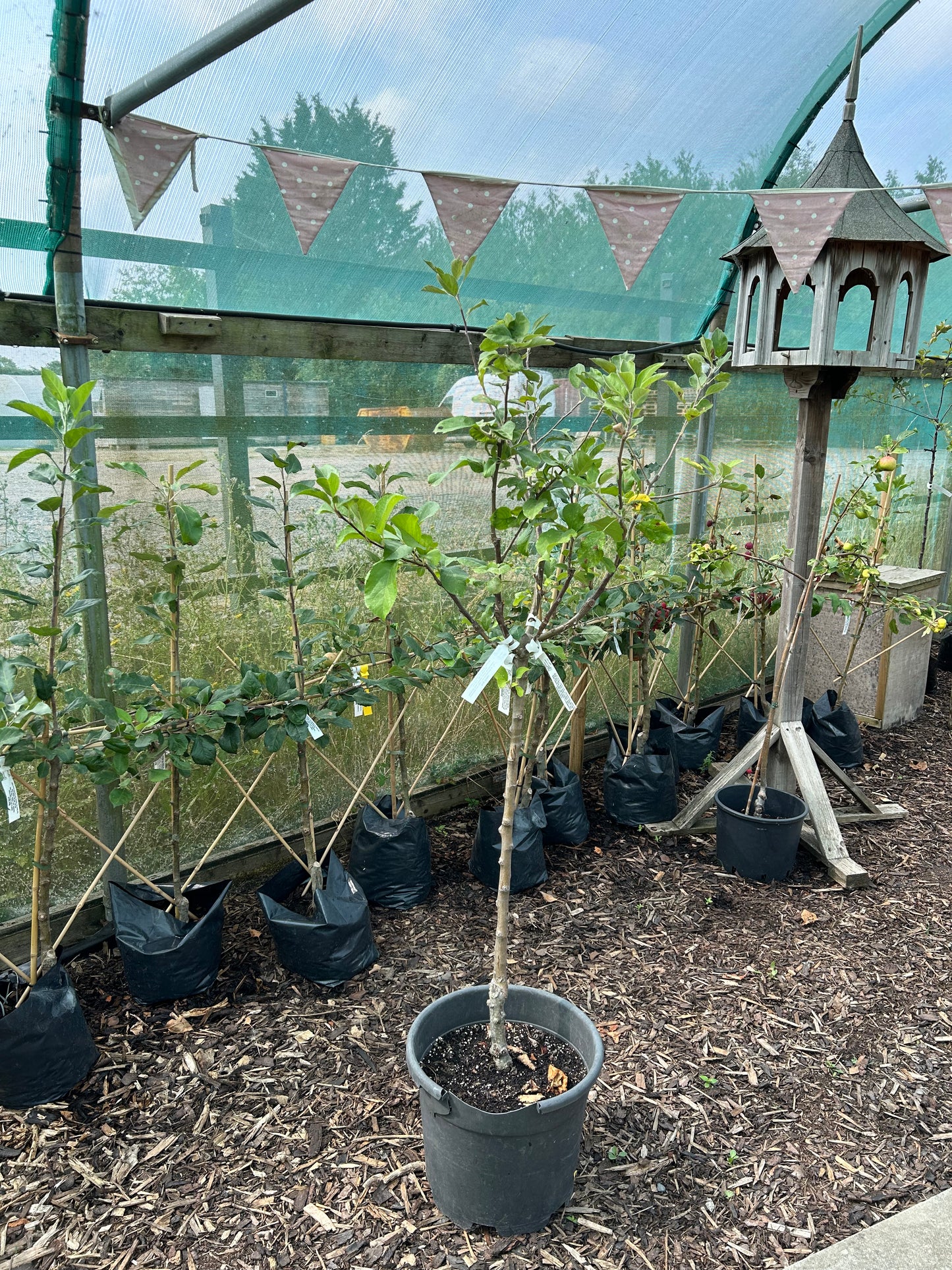 Family Tree - King Russet, Greensleeves & Cox Orange Pippin